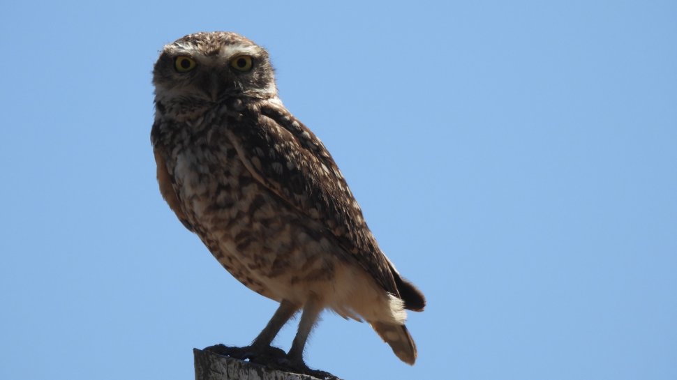 Especialistas de Codelco Ventanas registraron por primera vez un ejemplar de pequén en el humedal Los Maitenes - Campiche